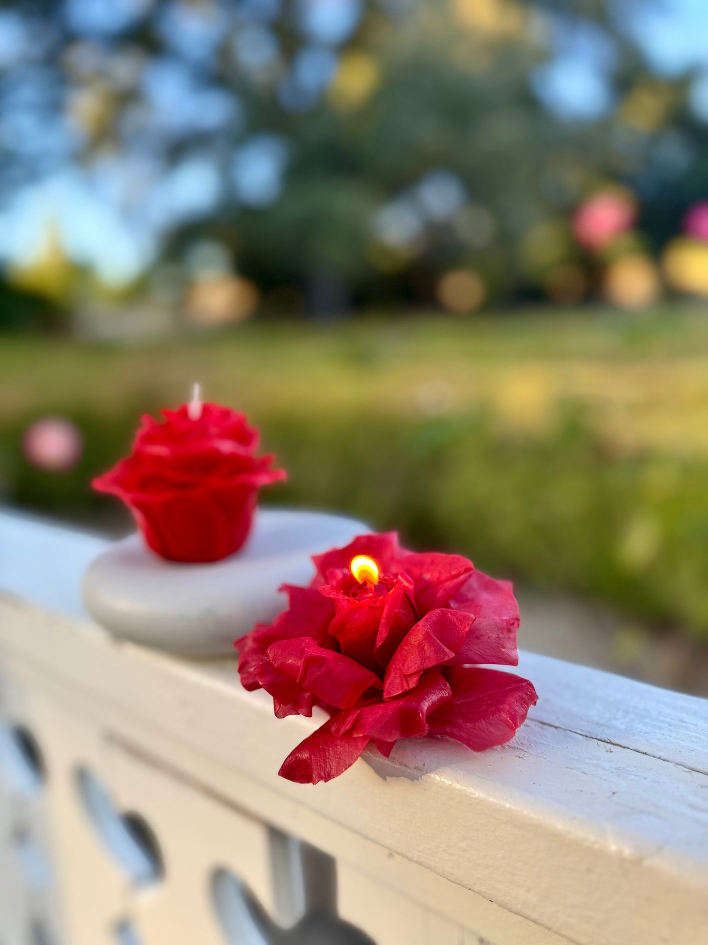 Crimson Rose (Gift Wrapped)