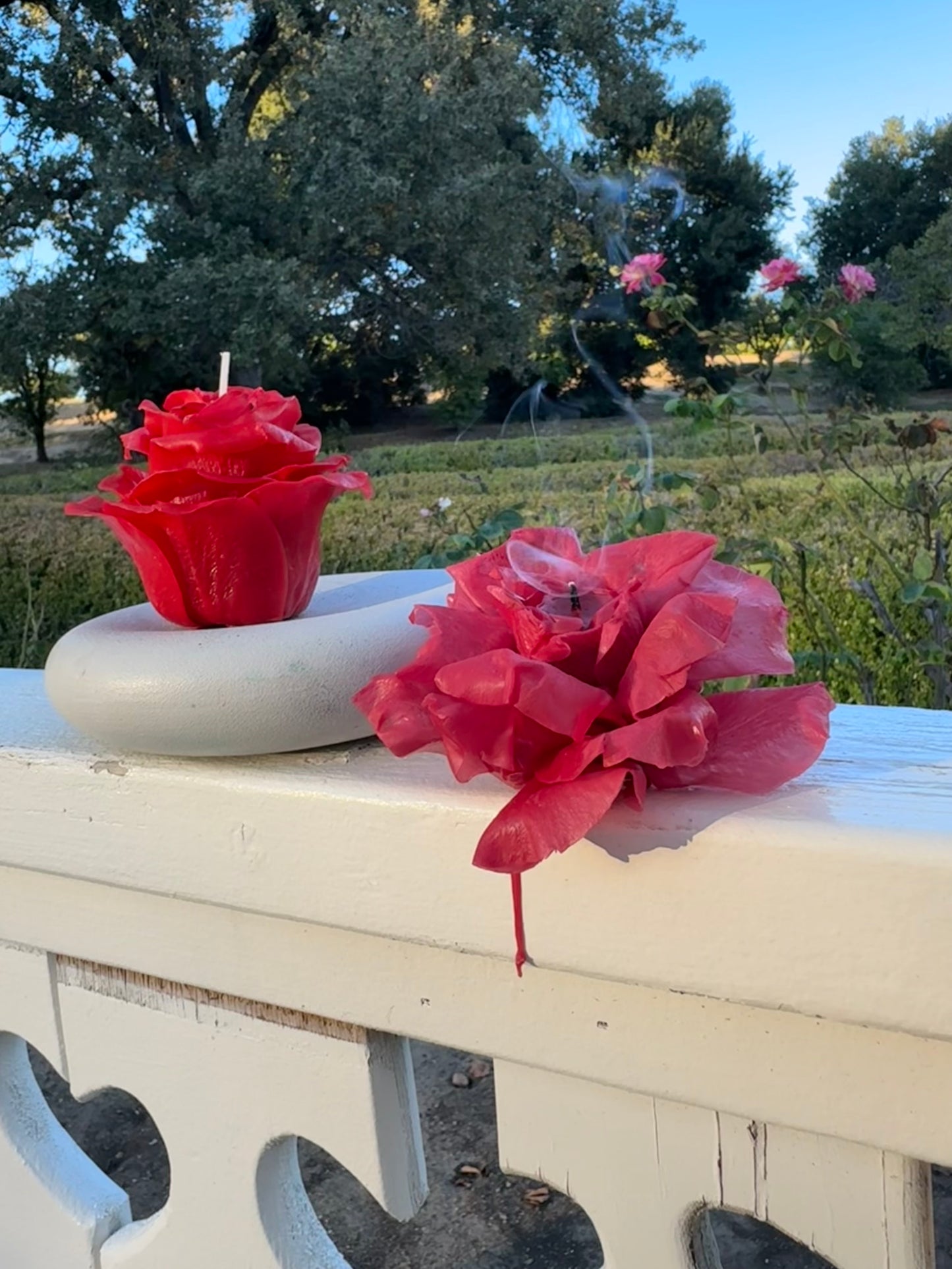 Crimson Rose (Gift Wrapped)