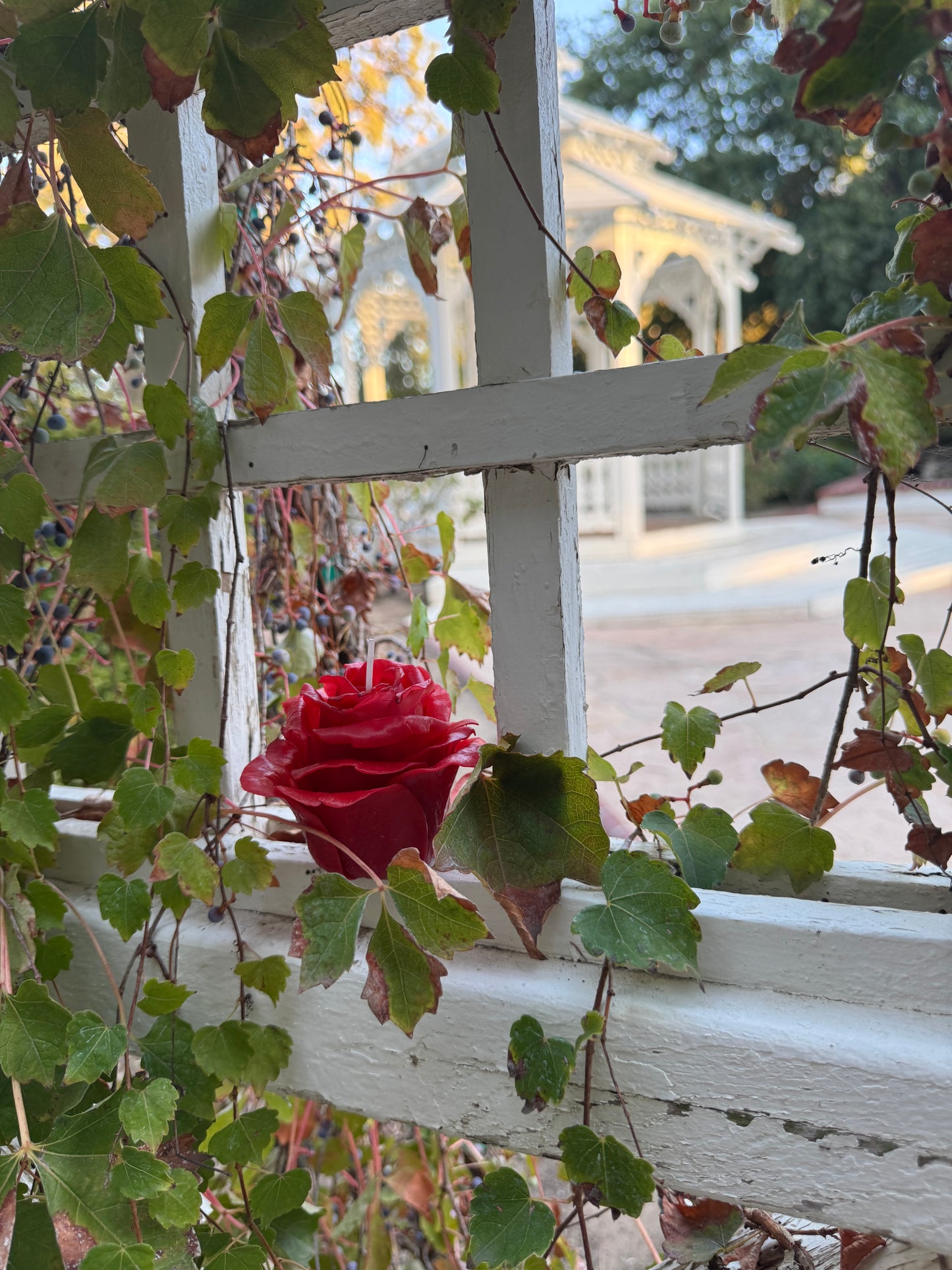 Crimson Rose (Gift Wrapped)